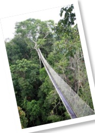Amazon rainforest canopy walkway at ACTS in Peru